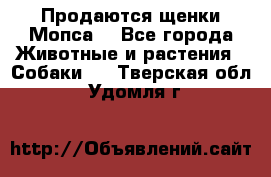 Продаются щенки Мопса. - Все города Животные и растения » Собаки   . Тверская обл.,Удомля г.